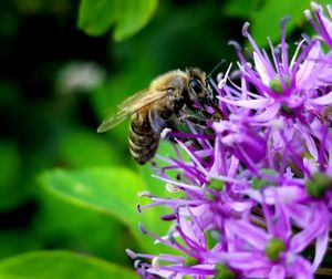 Close-up of honey bee pollinating on purple flower