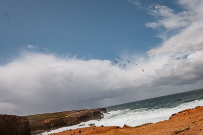 Birds flying over beach