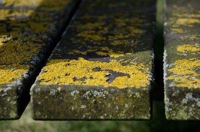 Close-up of yellow leaf