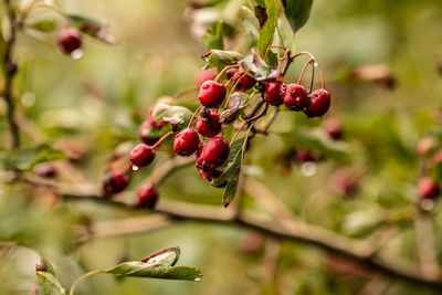 Close-up of red berries growing on tree