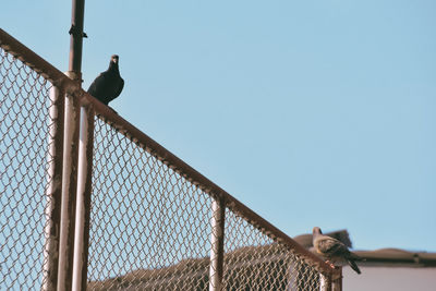 Low angle view of bird perching on fence against clear blue sky