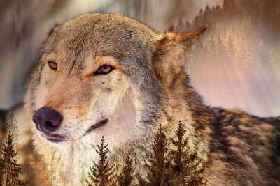 Close-up of a dog looking away