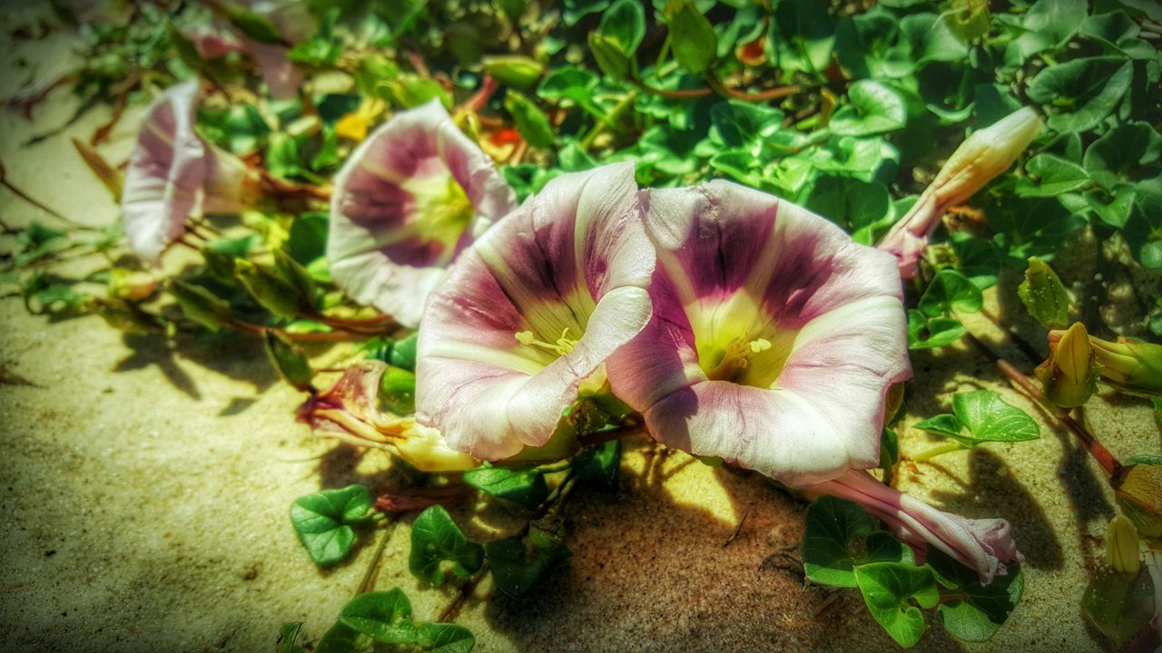 flower, growth, freshness, plant, fragility, flower head, nature, high angle view, beauty in nature, petal, leaf, close-up, green color, cactus, blooming, growing, succulent plant, day, no people, single flower