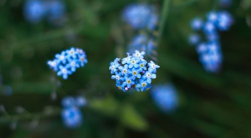 Close-up of purple flowers blooming against blue sky