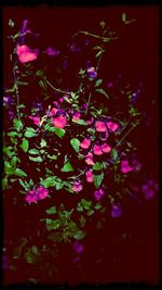 Close-up of purple flowers