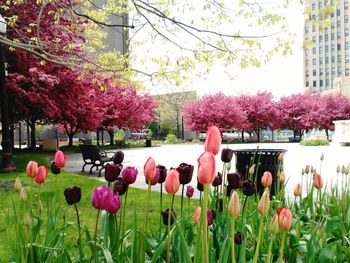 Pink flowers blooming in park