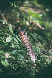 Close-up of feather on plant