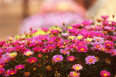 Close-up of flowers