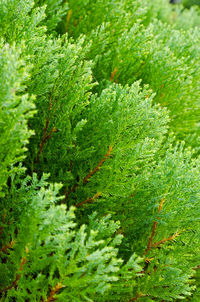 Close-up of fern