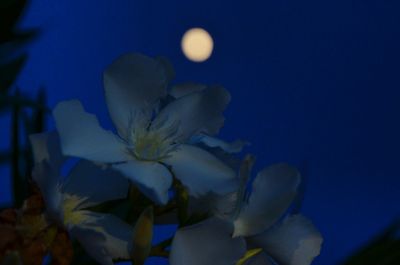 Close-up of flowering plant against blue sky at night