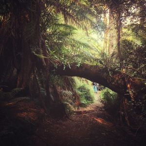 Man walking in forest