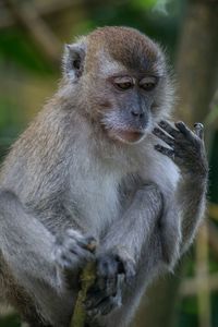 Full length of macaque sitting on branch 