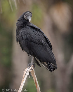 A black vulture perched among palmetto trees