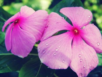 Close-up of wet pink flower blooming outdoors