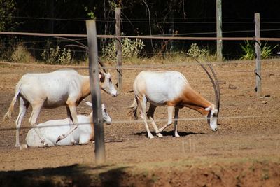 Scimitar oryx on field