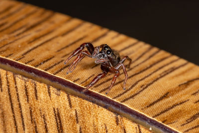 Close-up of spider on wood