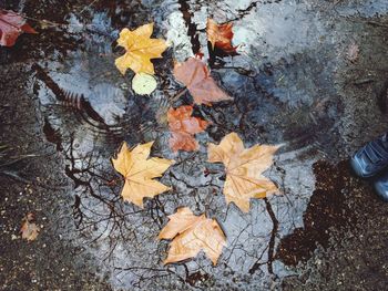 High angle view of maple leaves fallen on water