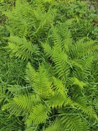 High angle view of fern leaves