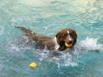 Dog swimming in a pool