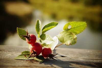 Close-up of red berries on table