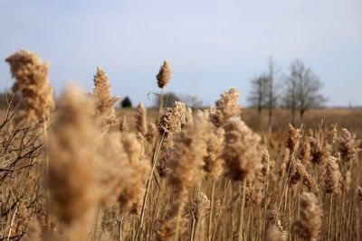 Close-up of stalks in field against sky