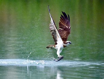 Bird flying over the lake