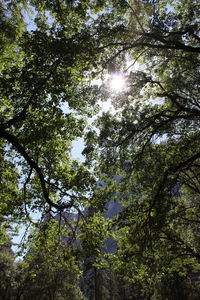 Low angle view of trees in forest