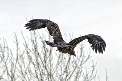 Low angle view of bird flying against clear sky