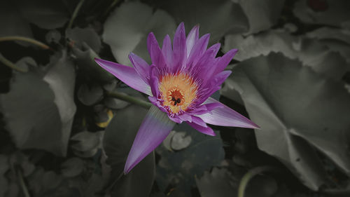 Close-up of pink water lily