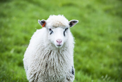 Portrait of a sheep on field