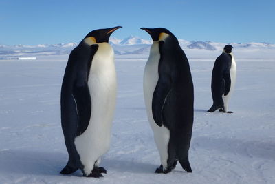 Close-up of penguin