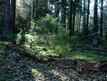 Trees and plants in forest