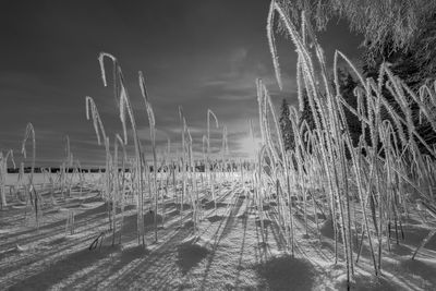 Reeds with hoarfrost by a frozen lake