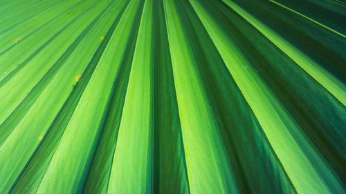 Full frame shot of palm leaves