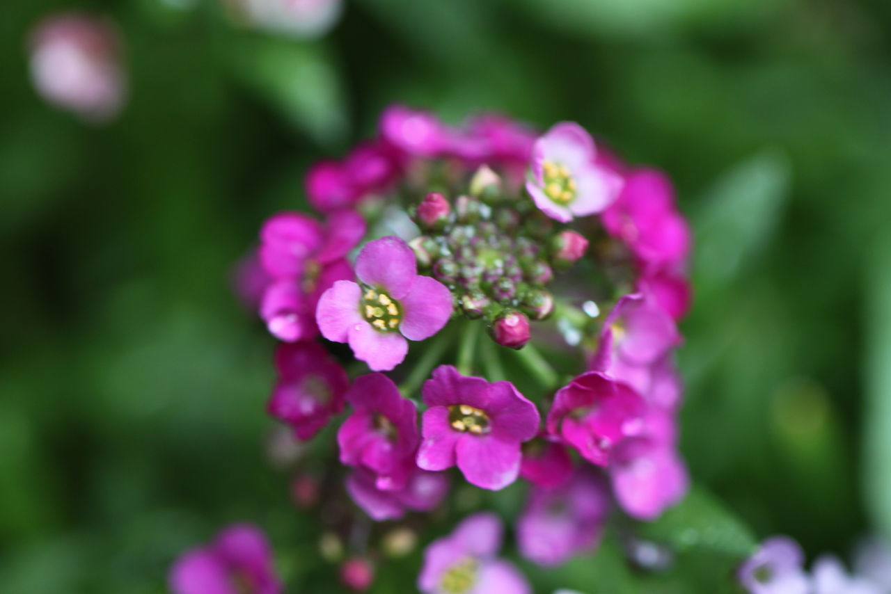 CLOSE-UP OF PINK ROSE FLOWER