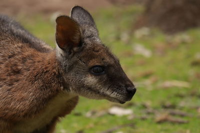 Close-up of a rabbit looking away