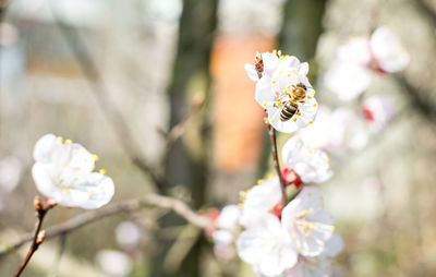 Close-up of bee on white blossoms