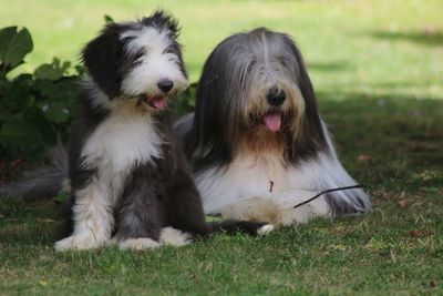 Dogs sitting on field