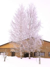 Tree against clear sky