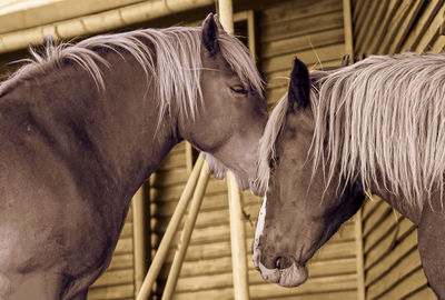 Side view of horse in stable