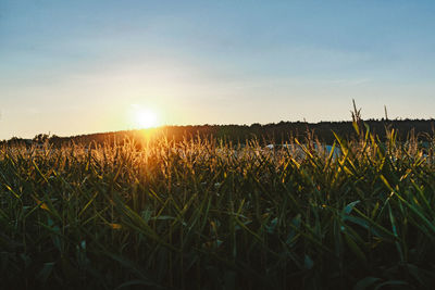 Sunset over cornfields