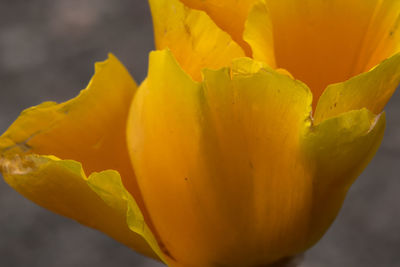 Close-up of yellow lily blooming on tree