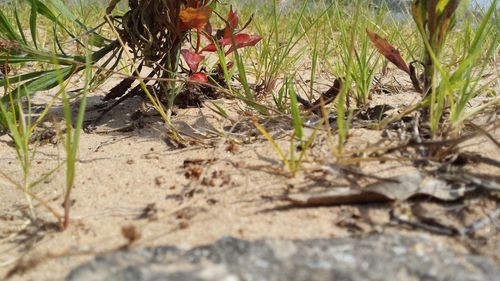 Close-up of plants growing on field