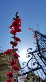 Low angle view of christmas tree against sky