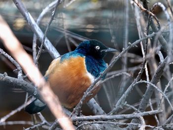 Close-up of bird perching on branch