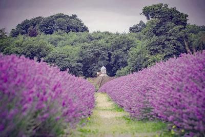 Purple flowering plants on field