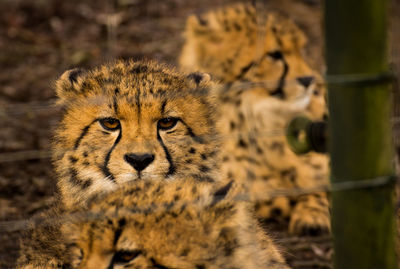 Close-up portrait of lion