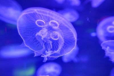 Close-up of jellyfish swimming in sea