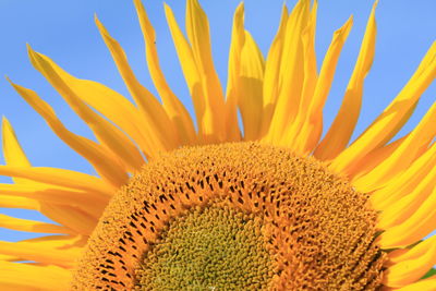 Close-up of sunflower