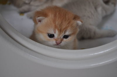 Portrait of ginger cat